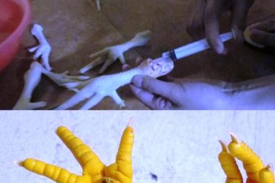 Sự thật về những chiếc chân gà 'độn' nước